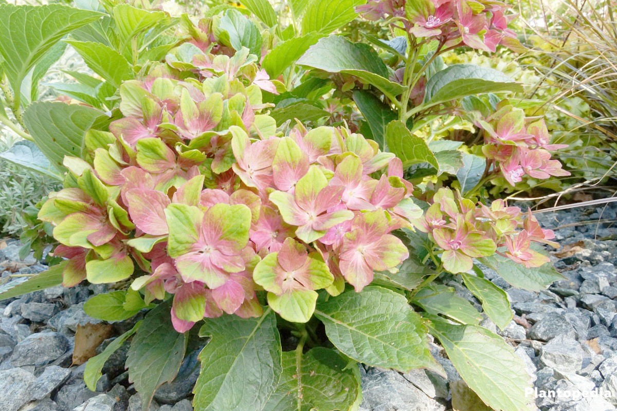 Hydrangea with two-colored blossom