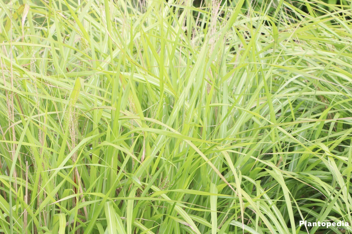 Miscanthus sinensis, Chinese silver grass in the garden