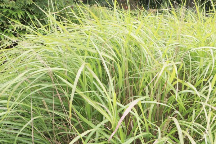 Miscanthus sinensis, Chinese silver grass