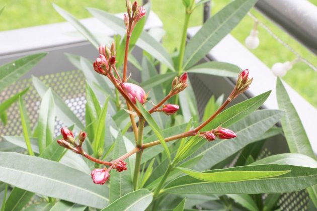 Nerium Oleander grows up to 3 meters high