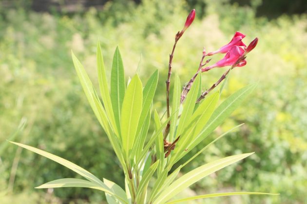 Nerium Oleander is toxic in all plant parts