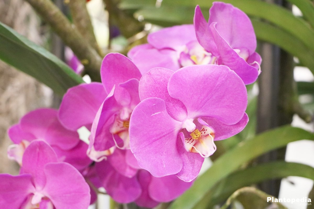 Phalaenopsis is also called Moth Orchid