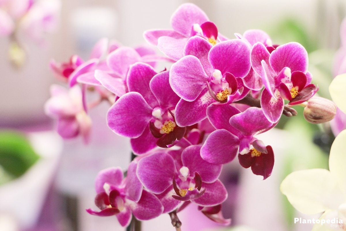 Phalaenopsis Orchid Moth Orchids Plant How To Care Repotting Plantopedia