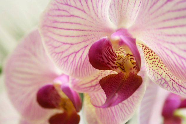 Moth Orchid with striped flower variant