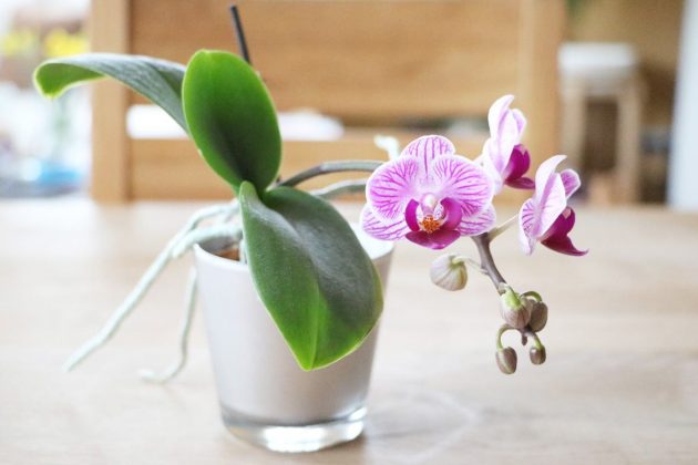 Phalaenopsis in the orchid pot