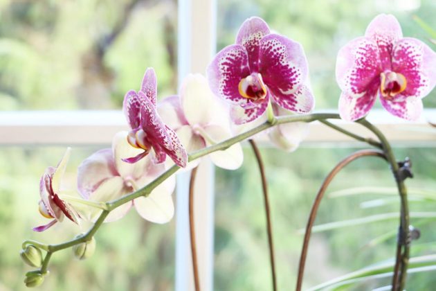 Phalaenopsis with spotted flower variant