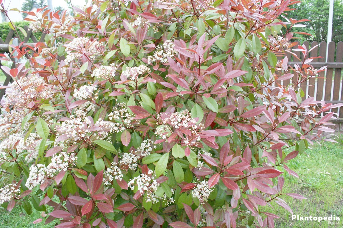 Photinia Seed 20 Forest Red Heather Robin Tree Leaves Hedge Fraseri Plant Flower 