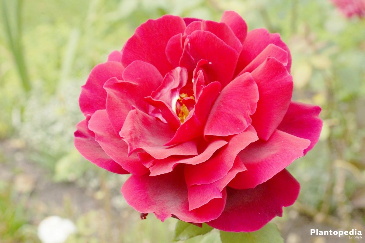 Rose with red blossom