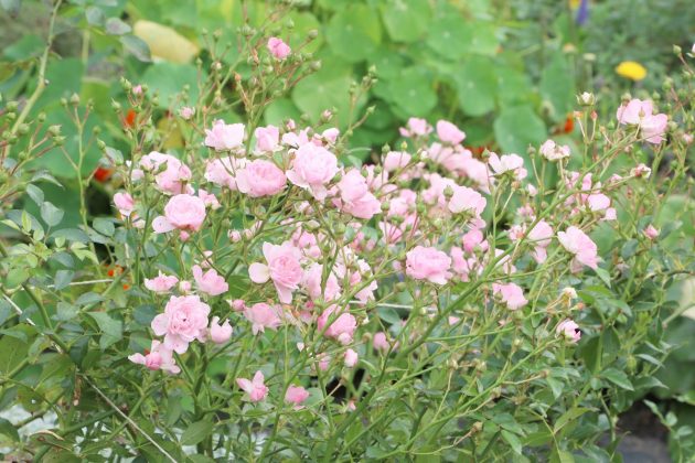 Roses are perfect companion plants for delicate blossoms