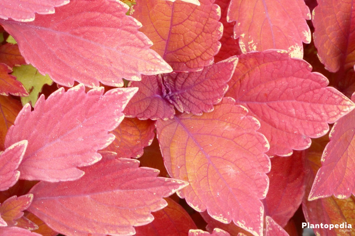 Solenostemon, Coleus their true beauty is in soft, velvety leaves