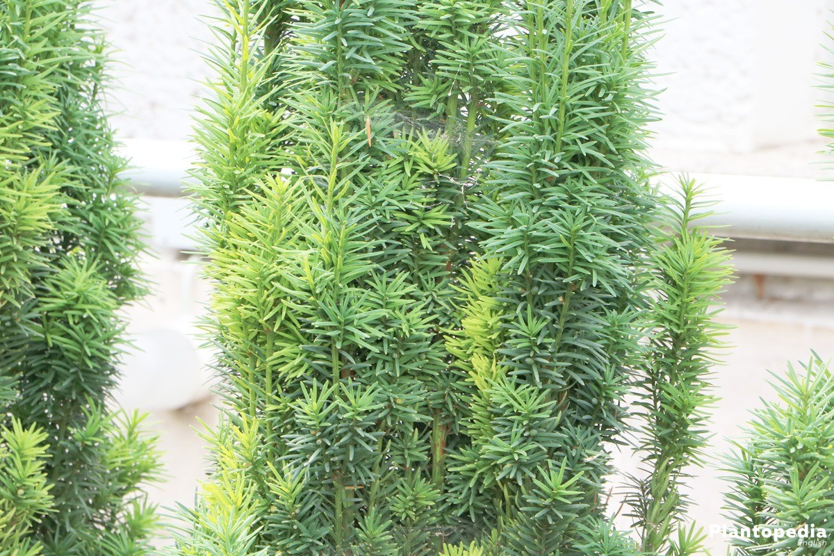 Taxus baccata fastigiata robusta