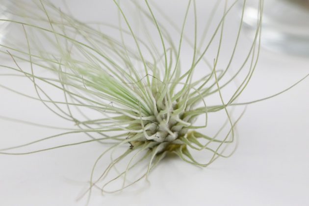 Tillandsia with white, tapering leafs