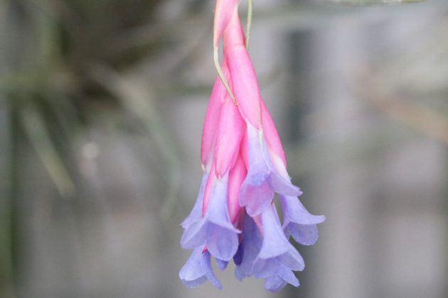 Tillandsia with color-intensive blossom