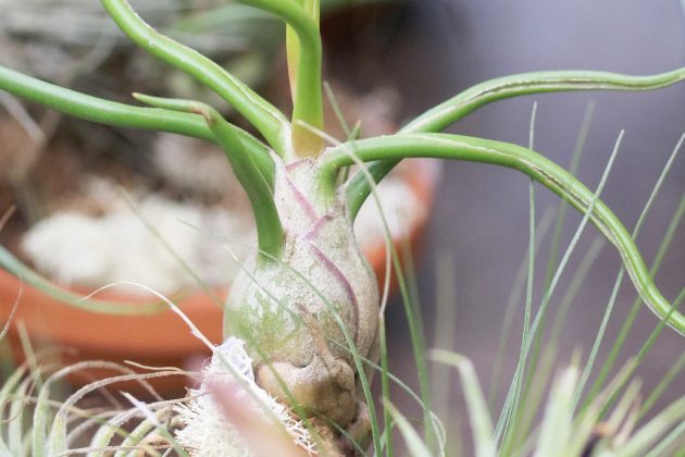 Tillandsia plant is easy to care