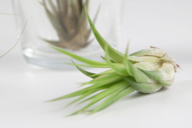 Tillandsia with green, tapering leafs