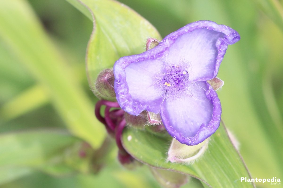 Tradescantia, Wandering Jew Plant, Inch Plant with three-leaf flowers