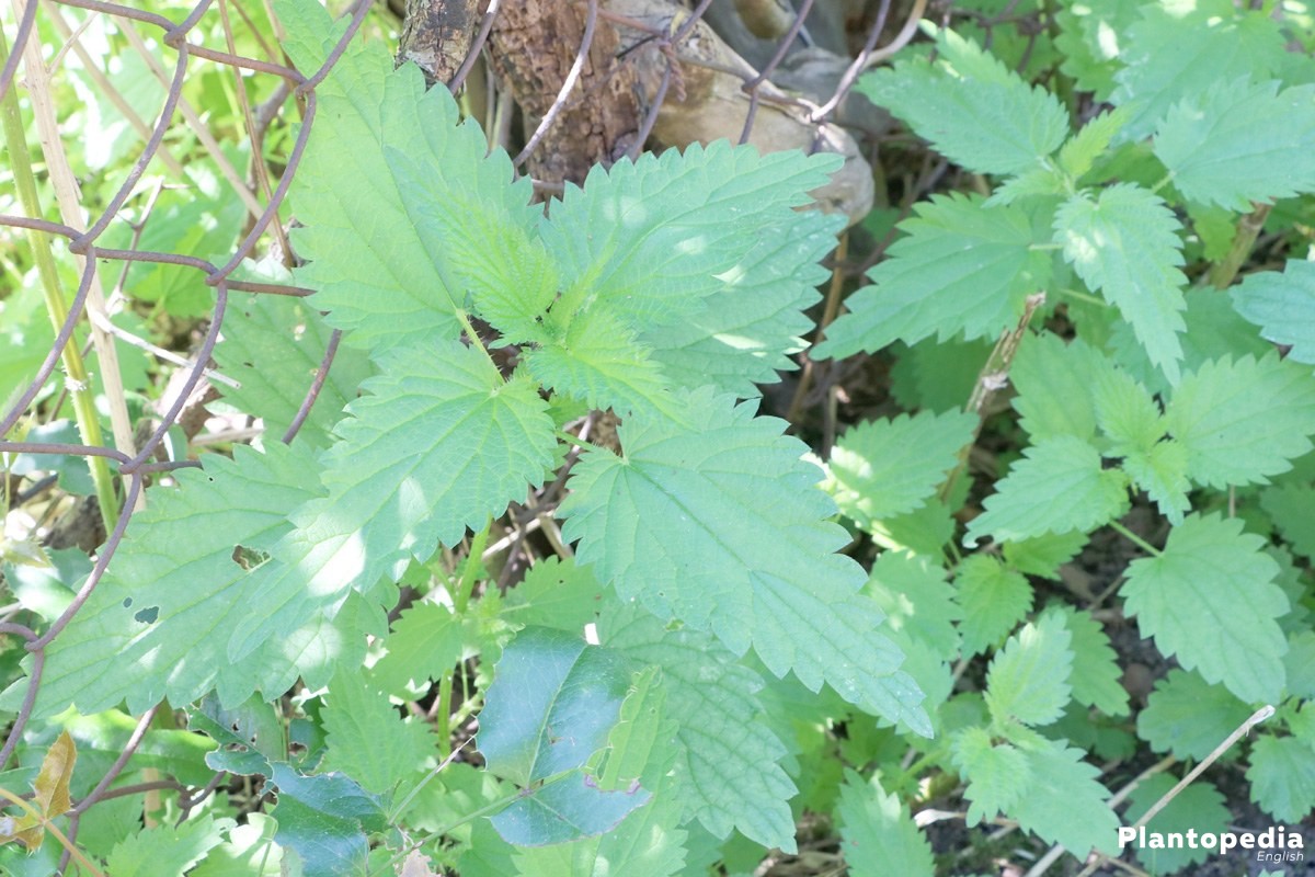 Stinging nettles in the garden patch