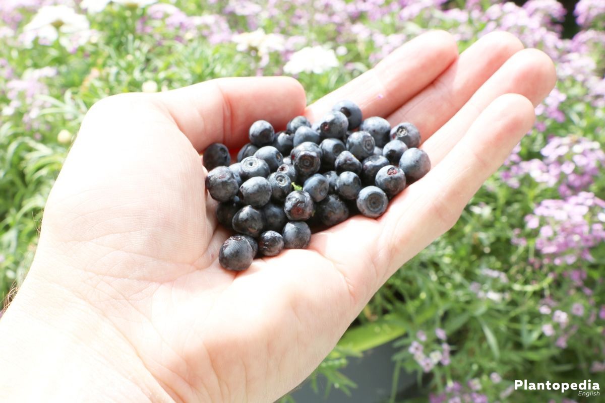 Blueberries - Harvest from July to September