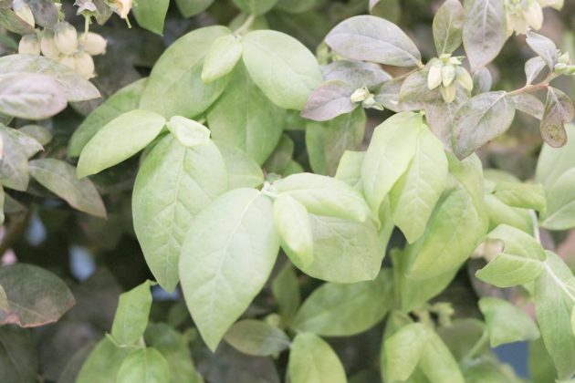 Vaccinium myrtillus, Blueberry Plant