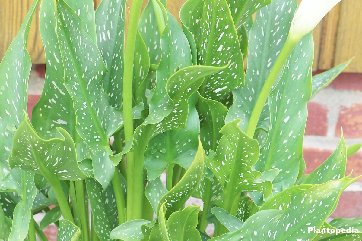 Calla lily Plant with dark-green, arrow-shaped leaves