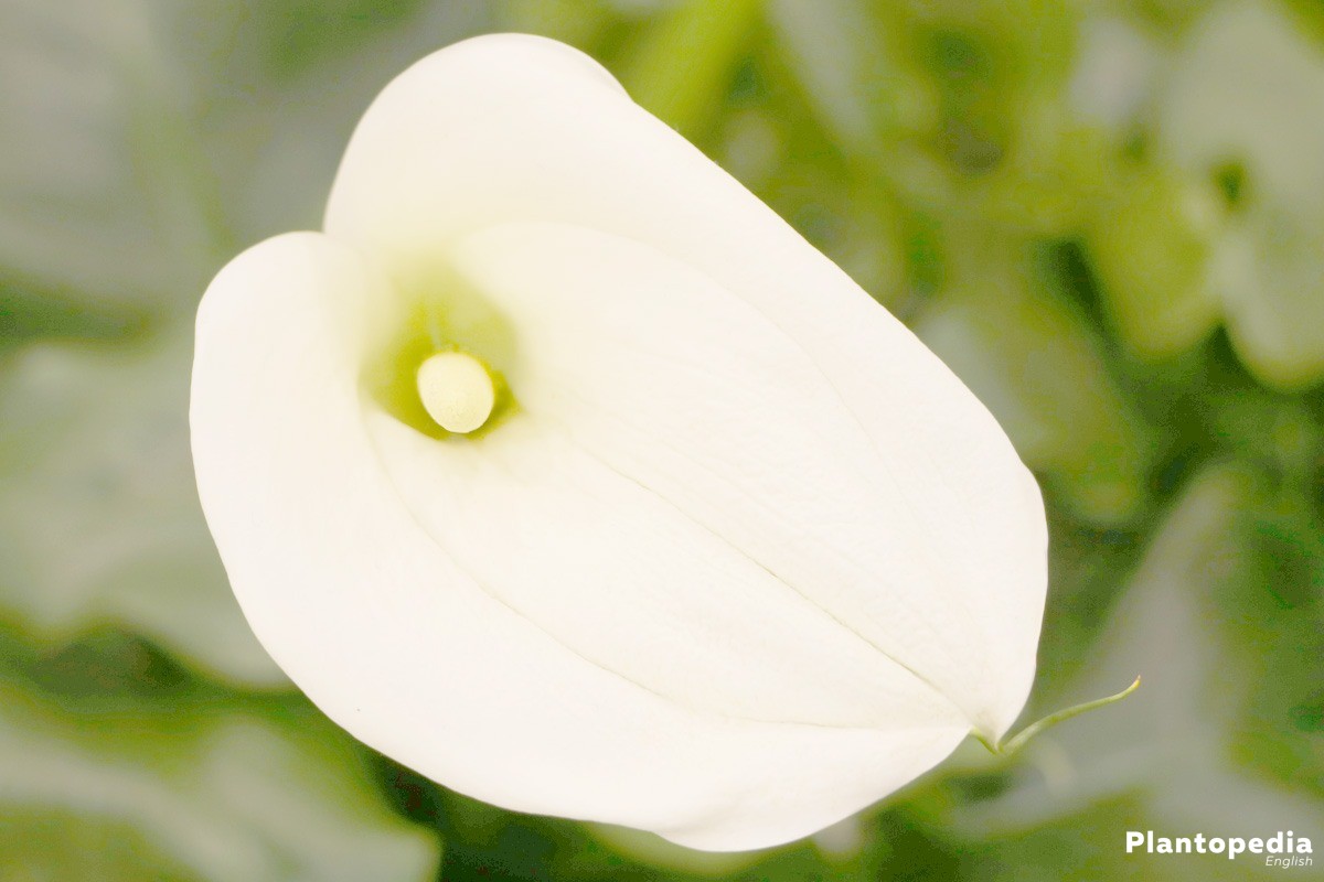 Zantedeschia Flower with white blossom color