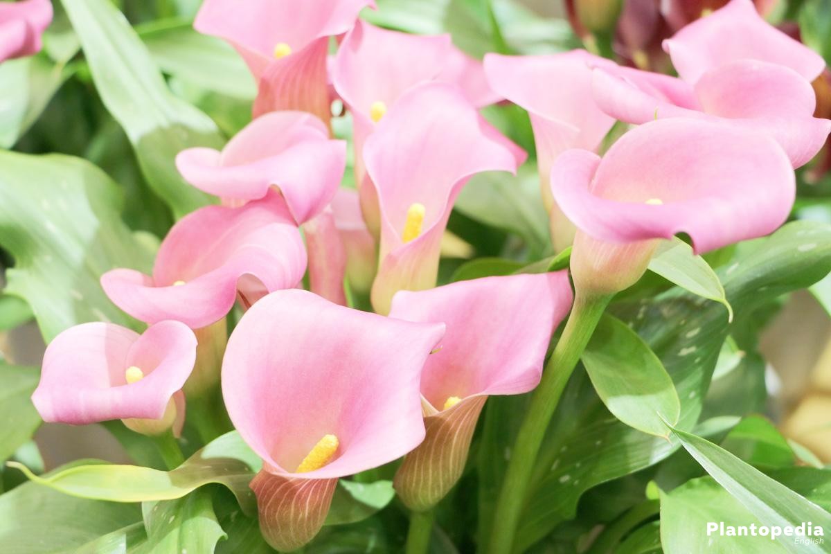 Calla Lily Plant, Zantedeschia Flower   How to Grow + Care Indoors ...