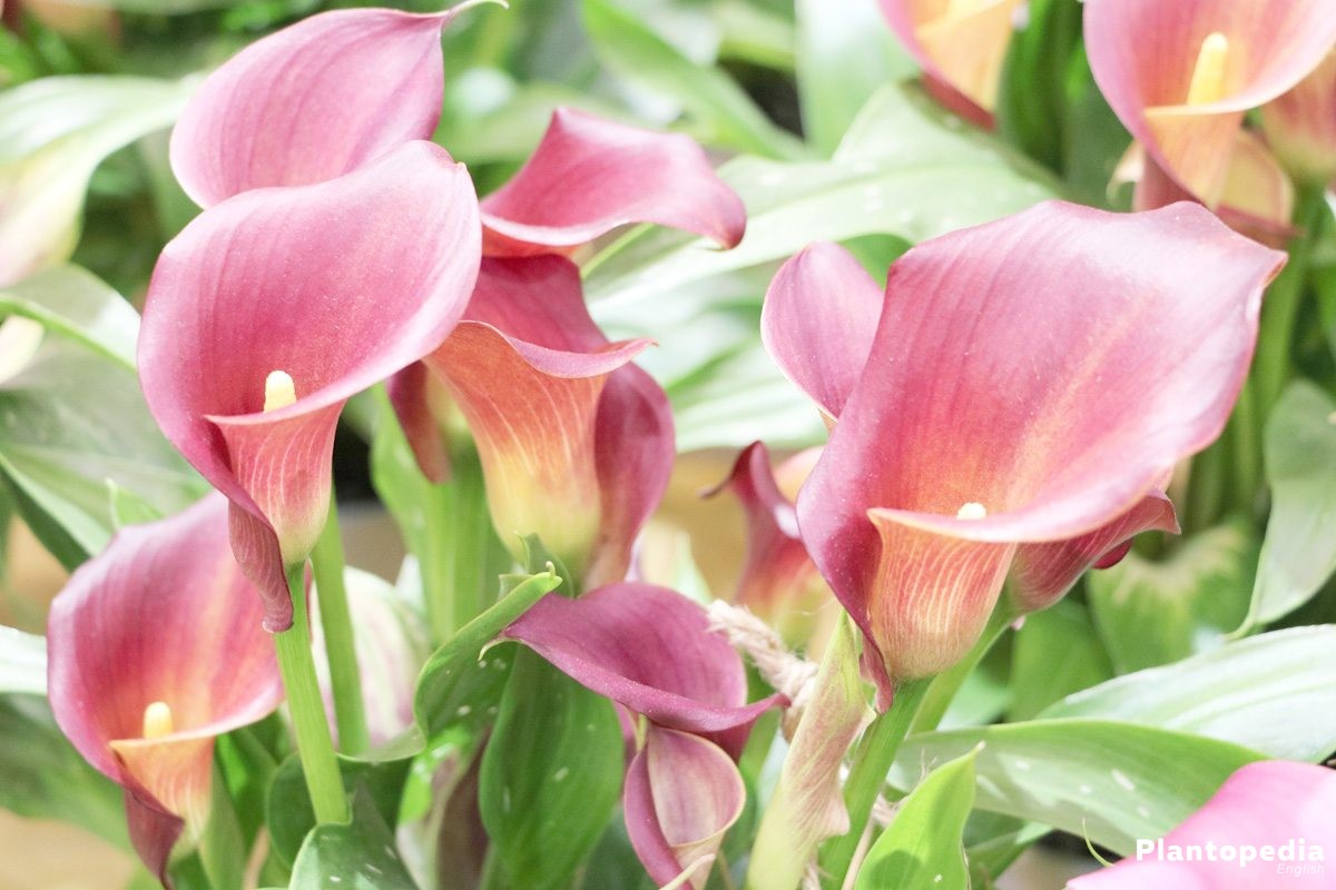 Calla Lily Plant, Zantedeschia Flower   How to Grow + Care Indoors ...