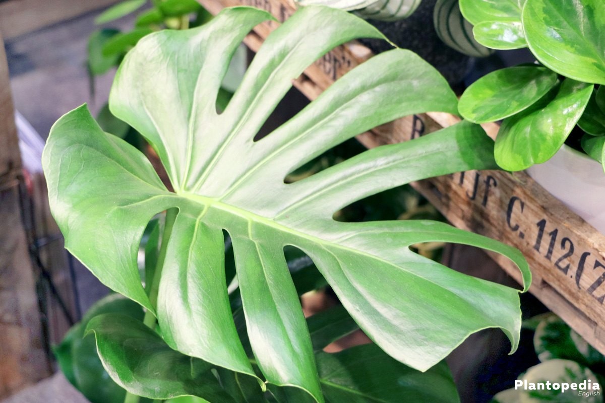 Monstera deliciosa, Hurricane Plant, Swiss Cheese Plant with striking leaf structure