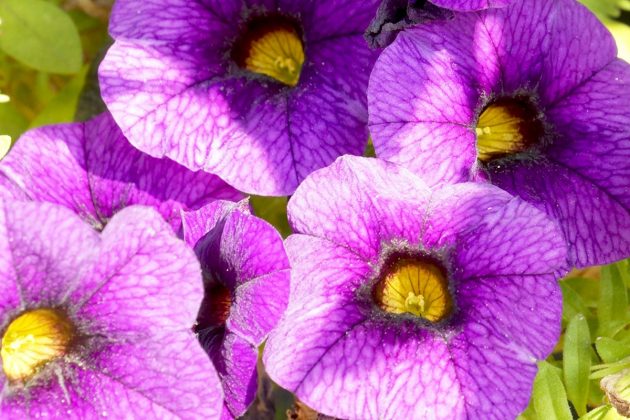 Petunias, Trailing Petunias with purple blossoms