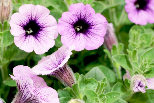 Trailing Petunias available in many bright colors