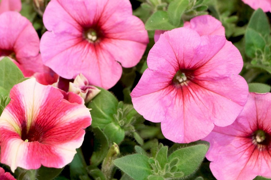 Petunia Flowers How to Plant, Grow and Care from Seeds