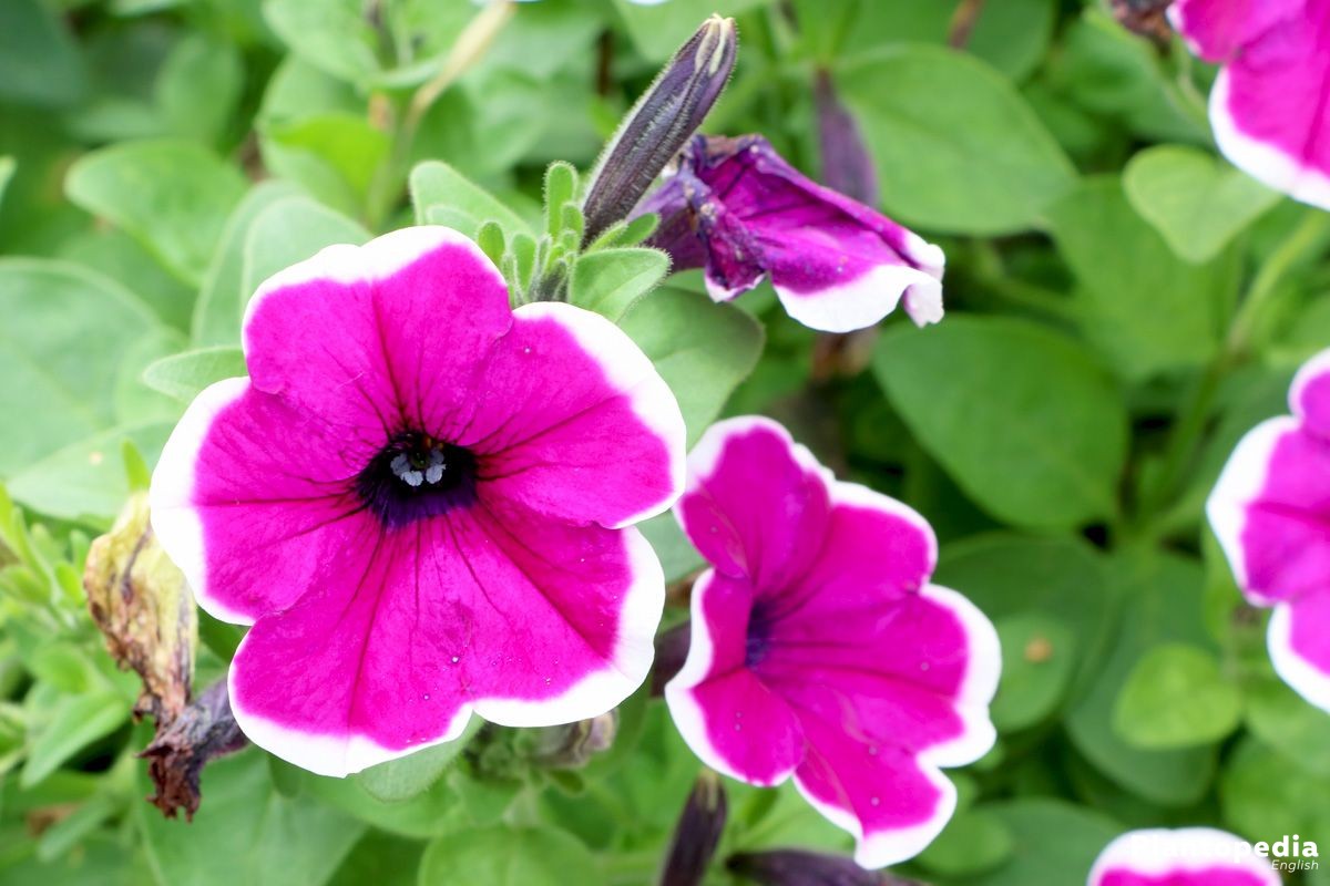 Petunias with two-colored flower in purple and white