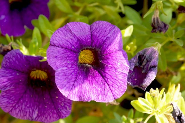 Petunia, Petunias with purple blossom