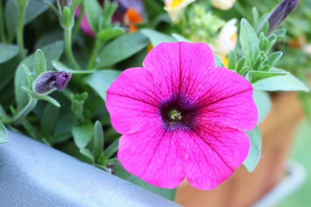 Petunia comes from South America