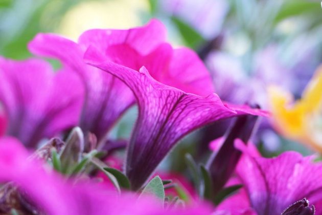 Trailing Petunias are frost-sensitive