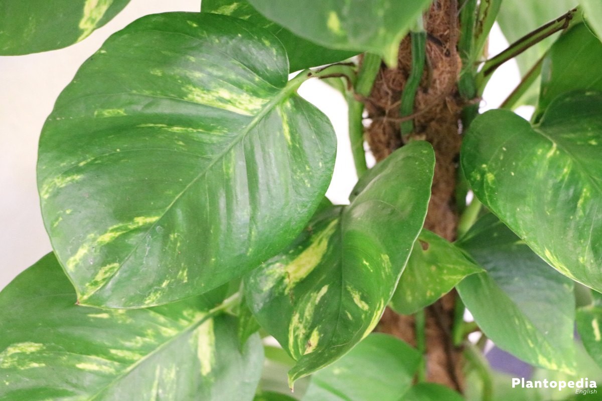 Philodendron Houseplant Types / How to Grow, Care and