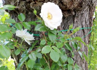 Pruning roses, how and when