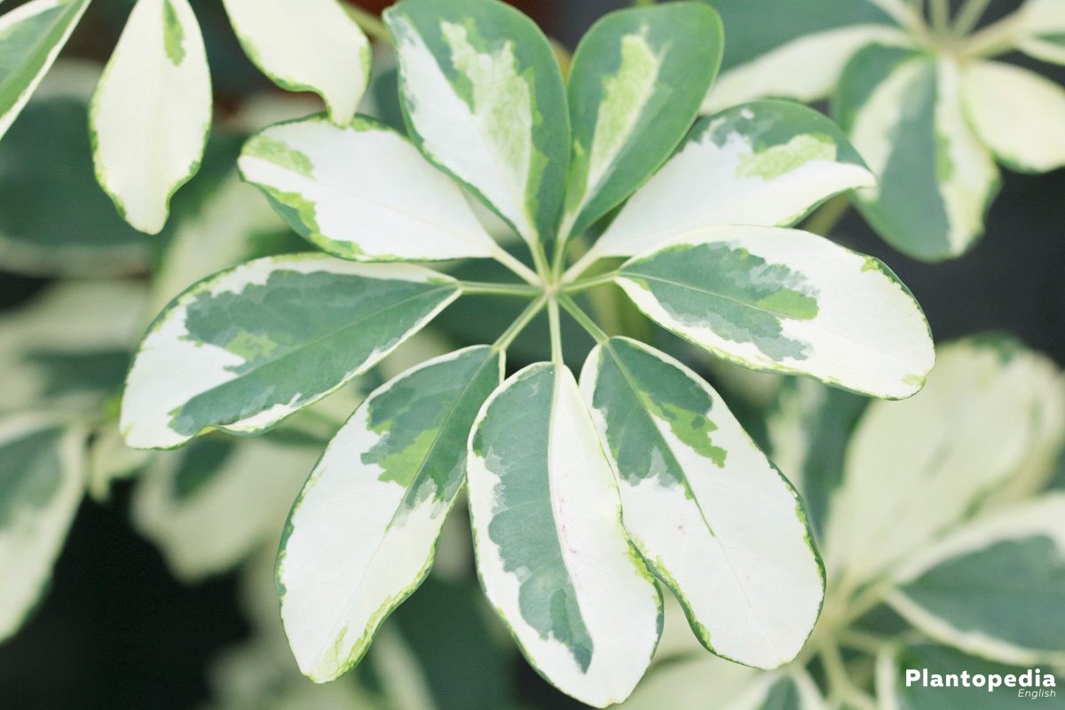 How to care for the saplera plant