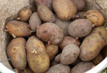 Solanum tuberosum, potato
