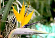 Strelitzia reginae, Bird of Paradise, Crane Flower