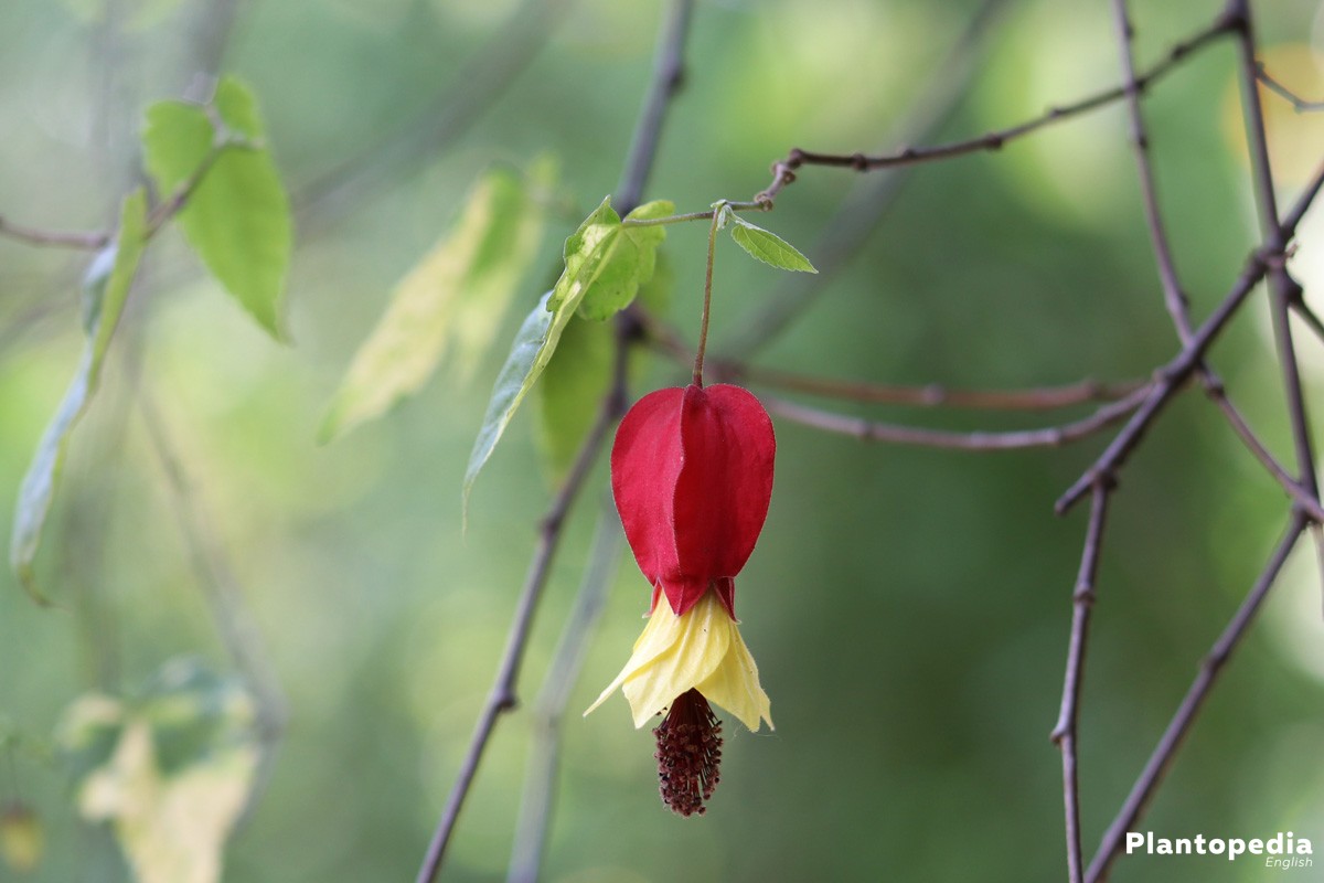 abutilon, flowering maple, indian mallow plant - how to grow and
