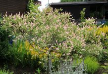 Salix integra in the garden patch