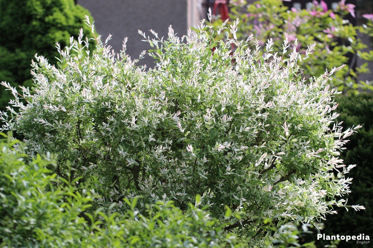 salix integra 'hakuro nishiki' - how to care and pruning - plantopedia