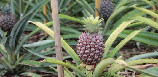 Pineapple Plant with an exotic look