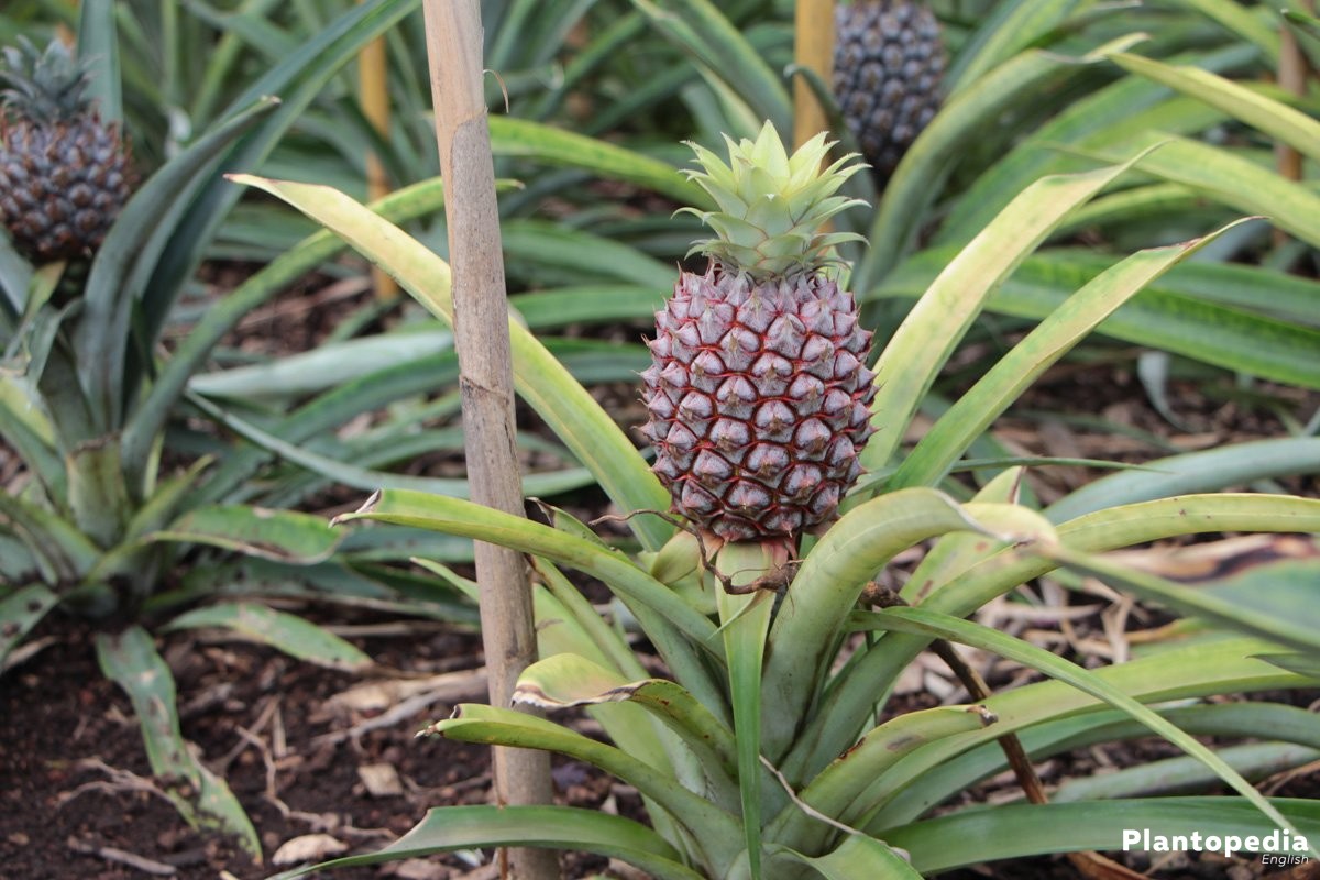 Pineapple planting and care