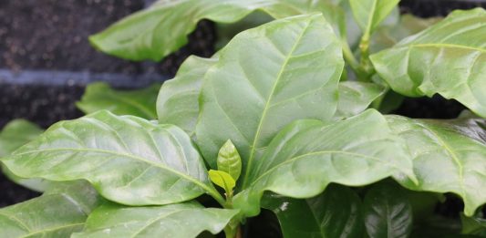 Coffea arabica plant, Coffee plant