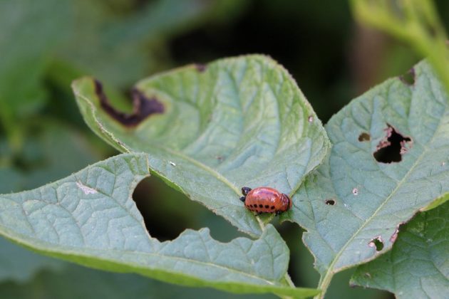 reddish larvae damage potato plants
