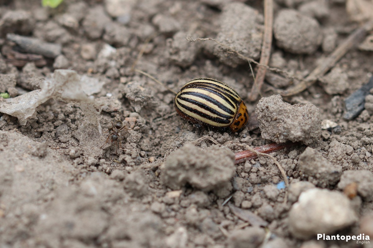 Gândacul cartofului în peticul de grădină