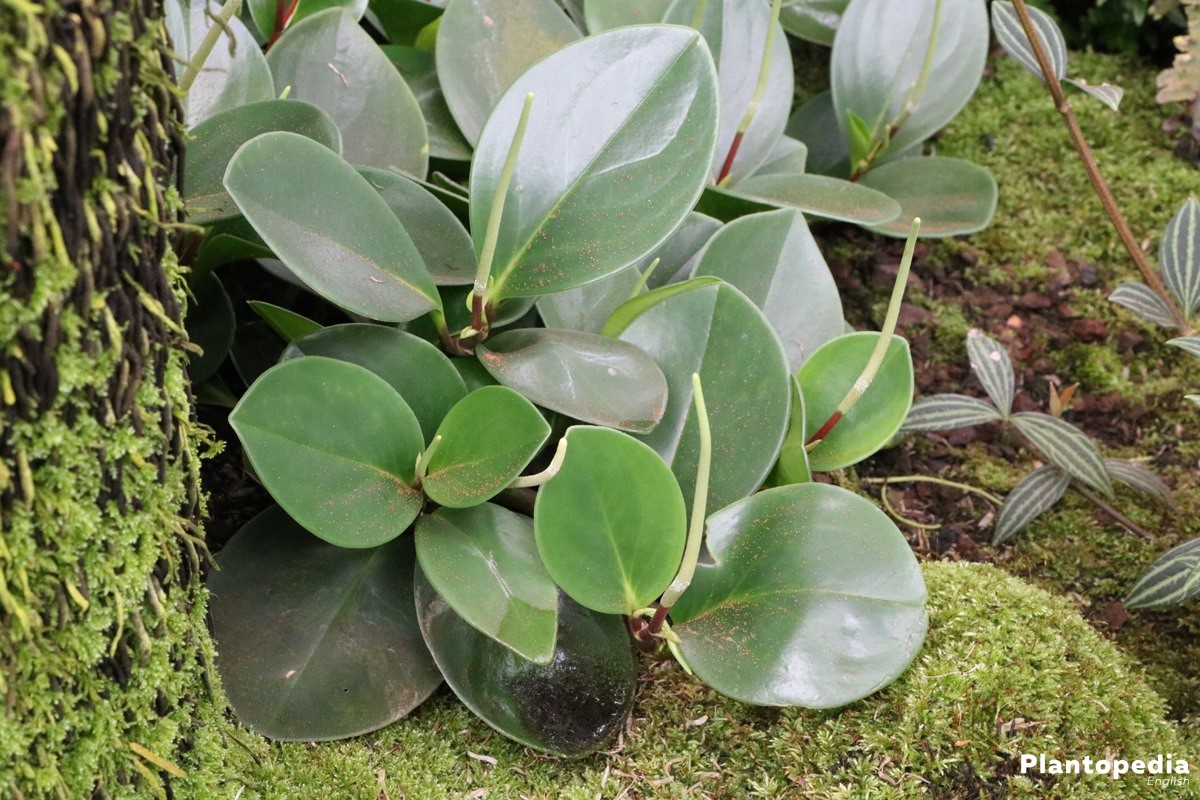 peperomia-obtusifolia-6849.jpg
