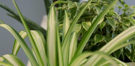 Best Indoor Plants Low Light